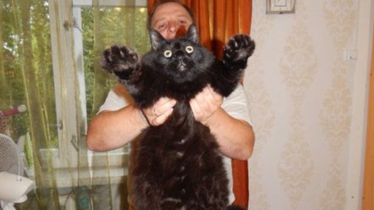 В России семья раскормила кота до 10 килограммов (фото)