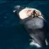 Австралієць прокатався верхи на мертвому киті (відео)