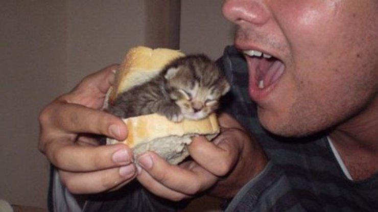В Британии бутербродами с котятами борются с мигрантами (фото)