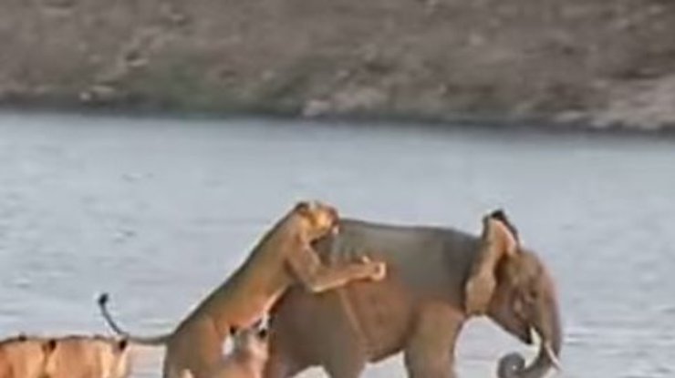 Слоненок дал отпор львам (видео)