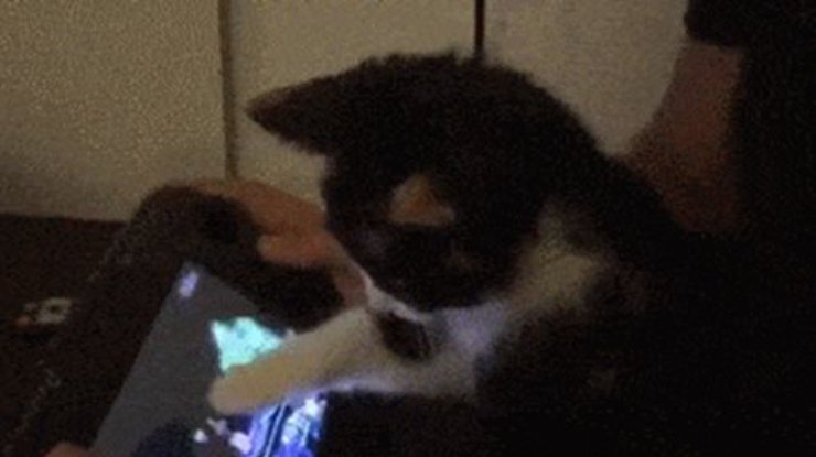 Котенка научили играть в Nintendo (видео)