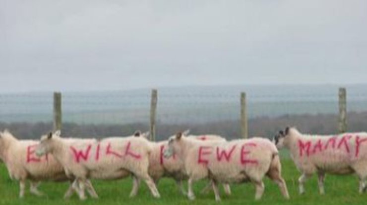 В Британии пастух сделал предложение с помощью овец