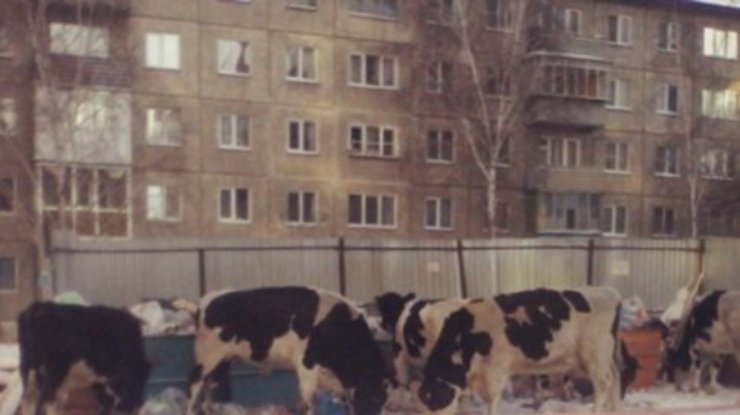 Омск заполонило стадо голодных быков (видео)