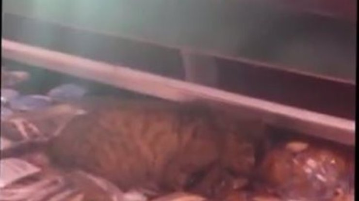 Кот забрался на прилавок и съел дорогую рыбу (видео)