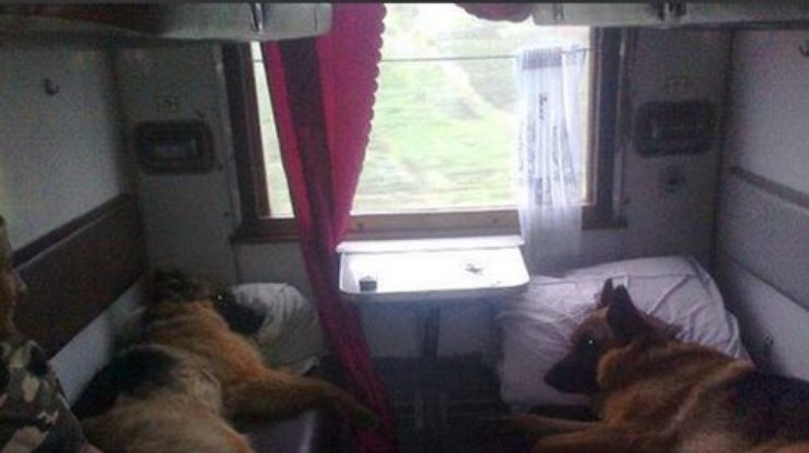 Служивые собаки возвращаются домой в купе (фото)
