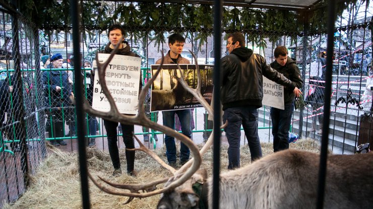 В центре Москвы активисты забаррикадировались в клетке с оленем (фото)