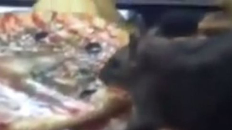 Крыса погрызла пиццу на прилавке в Нижнем Новгороде (видео)