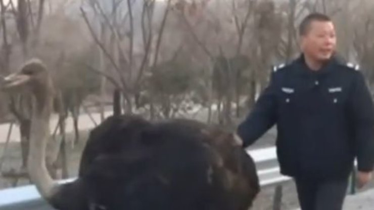 В Китае "арестовали" страуса-гонщика (видео)