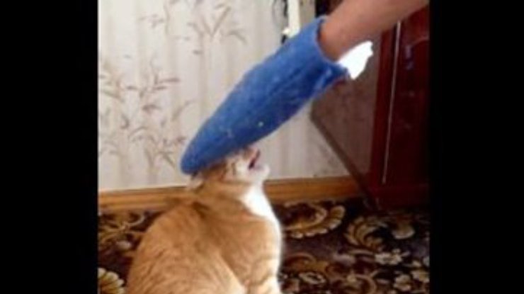 Злой кот загнал хозяина на балкон (видео)