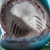Водолаз показал пасть акулы изнутри (фото, видео)