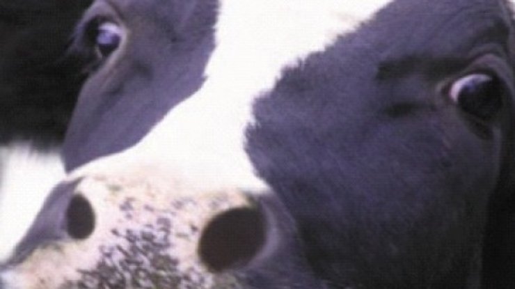 Фермер заставил стадо коров сделать смайлик (видео)