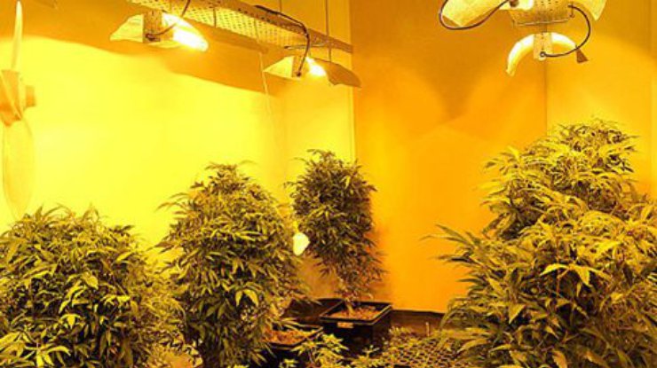 В Англии в особняке стоимостью £1млн выращивали марихуану (фото)