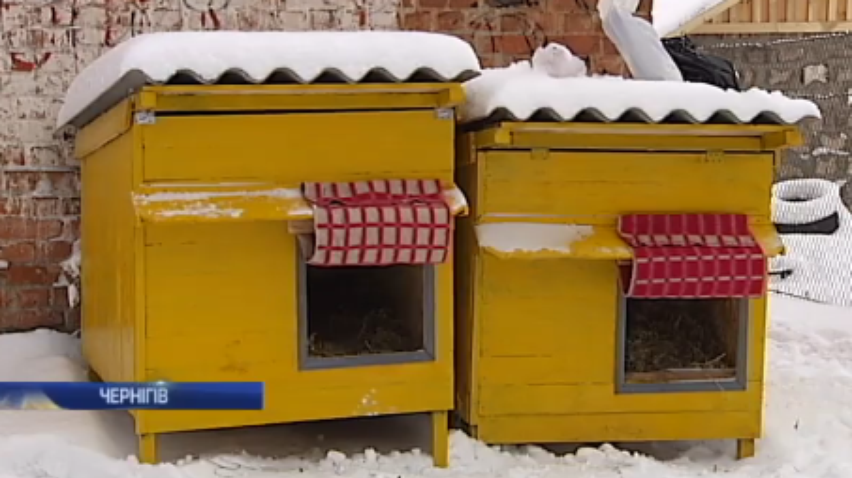 У Чернігові безпритульні рятують від морозу бродячих собак