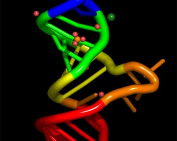 Впервые обнаружены замкнутые молекулы РНК