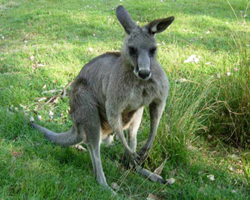 Австралийцы любят кенгуру, но терпеть их больше не хотят. Фото с сайта ecosystema.ru