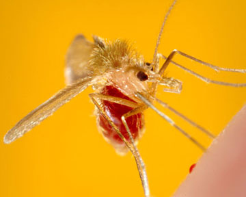 От болезней, которые разносят москиты, умирают 2 миллиона людей ежегодно. Фото wikipedia.org