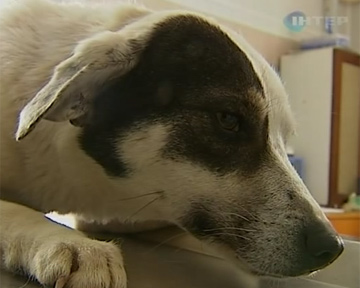 Украинские ветеринары вынуждены отказываться оперировать