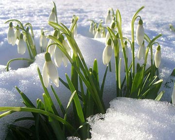 Весна придет в Украину в конце марта