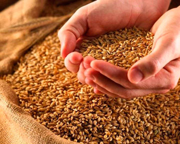урожай пшеницы в Украине