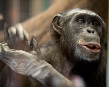 Шимпанзе способны разрабатывать коварные планы