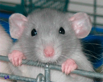 http://podrobnosti.ua/upload/news/2012/11/15/870942_3.gif