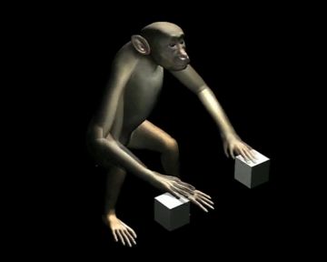 Исследователи научили обезьян двигать виртуальными руками (видео)