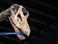 В Британии проходит выставка скелета гигантского динозавра (видео)