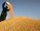 Украина по состоянию на 7 февраля экспортировала более 22 миллионов тонн зерна