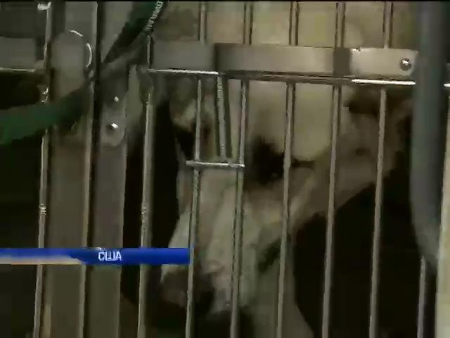 В США приютили 10 бездомных собак из Сочи (видео)