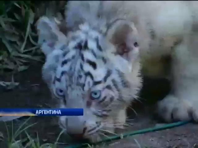Зоопарк Буэнос-Айреса показал посетителям тигрят-альбиносов (видео)