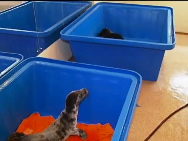 Санкт-Петербургский центр реабилитации второй год спасает тюленей (видео)