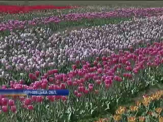 Буковинский фермер вырастил полмиллиона тюльпанов (видео)