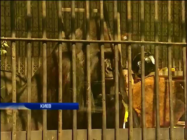Столичный зоопарк отмечает день рождения гориллы Тони (видео) (видео)