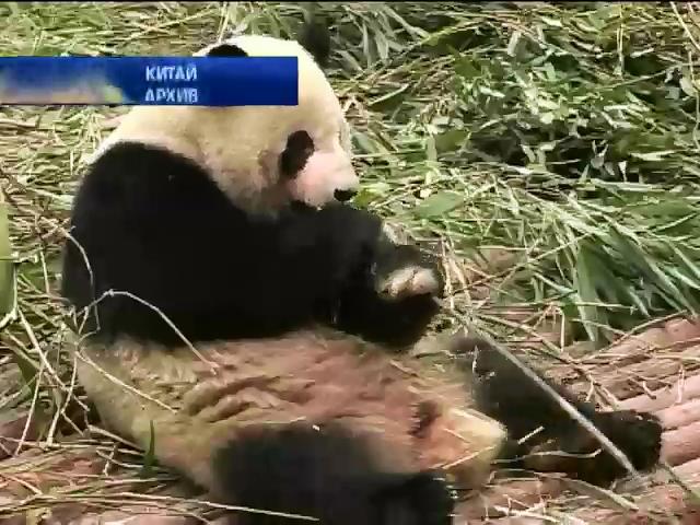 Мир в кадре: в Китае панда симулировала беременность ради булочек (видео)