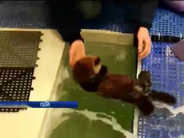 У акварiумi Чикаго врятували маленьке тюленя (вiдео) (видео)