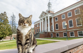 У США коту присудили докторський ступінь, але він не прийшов на церемонію