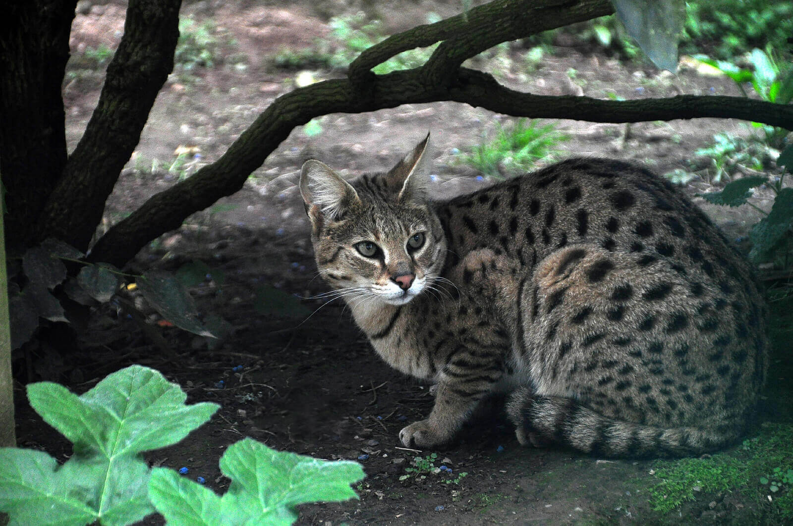 Кошка самой редкой породы. Саванна кошка. Сервал Саванна ф1. Саванна Серенгети кошка. Камышовый кот бенгал.