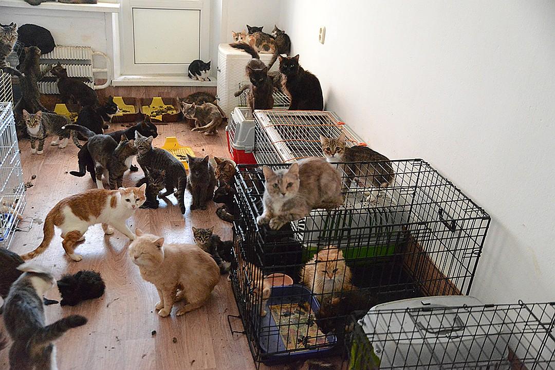 Проживание животных в квартире. Много животных в квартире. Домашние животные для квартиры. Домашиеживотные в квартире. Много кошек в квартире.