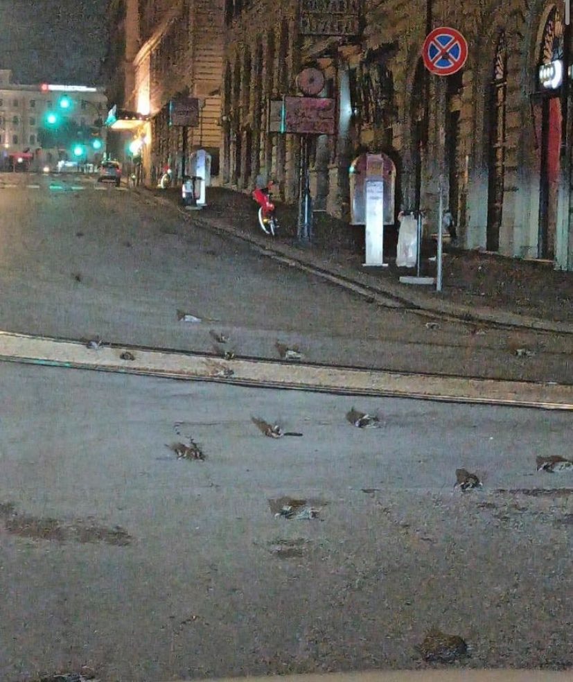 Мертвые птицы в центре Рима