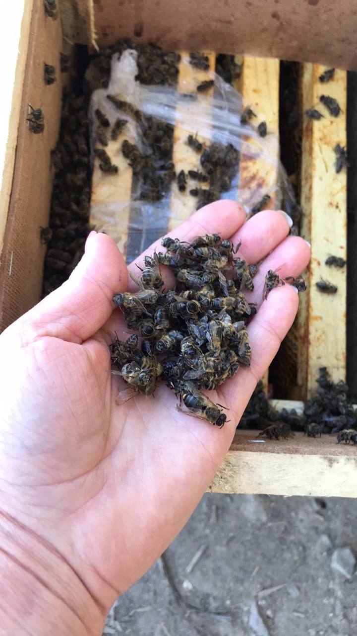 Закарпатские пчеловоды будут судиться с "Укрпочтой" из-за гибели 8 млн пчел