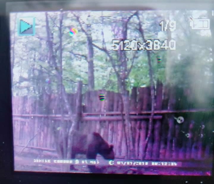 Месть лесорубам: медведь растерзал скот в Карпатах