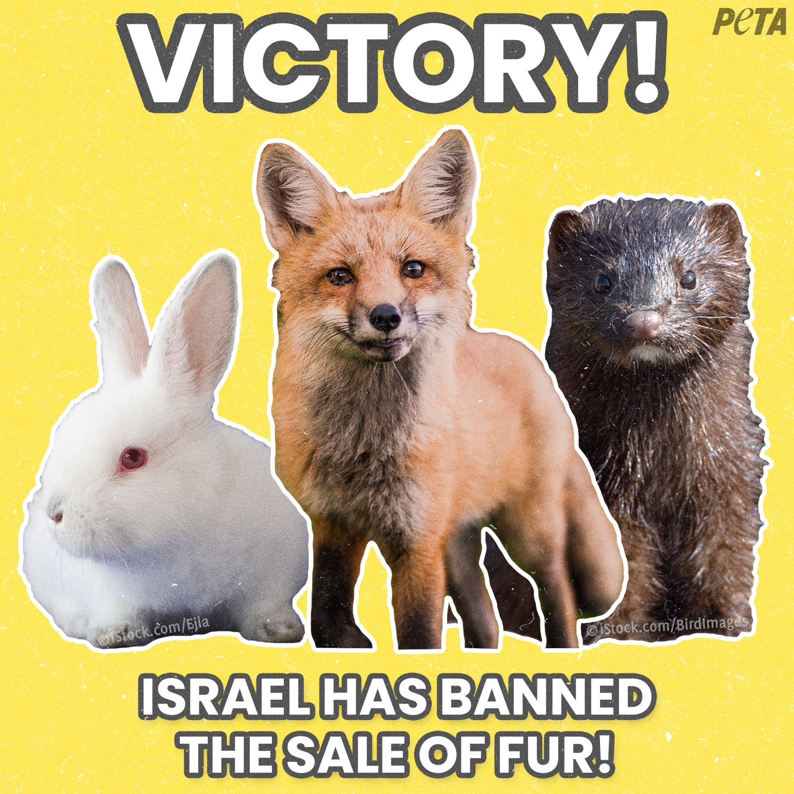 Израиль первым в мире запретил продажу натурального меха