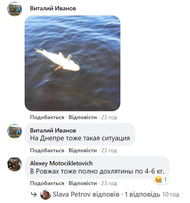 "Смрад просто адский": в сети пишут о массовом море рыбы на Киевском водохранилище (фото)