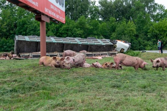 Под Хмельницким перевернулась фура со свиньями: погибли десятки животных