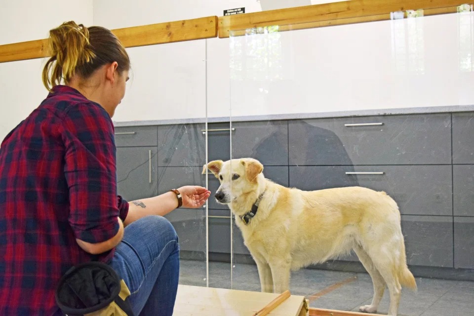 В рамках научного эксперимента собаку кормят через пластиковый барьер