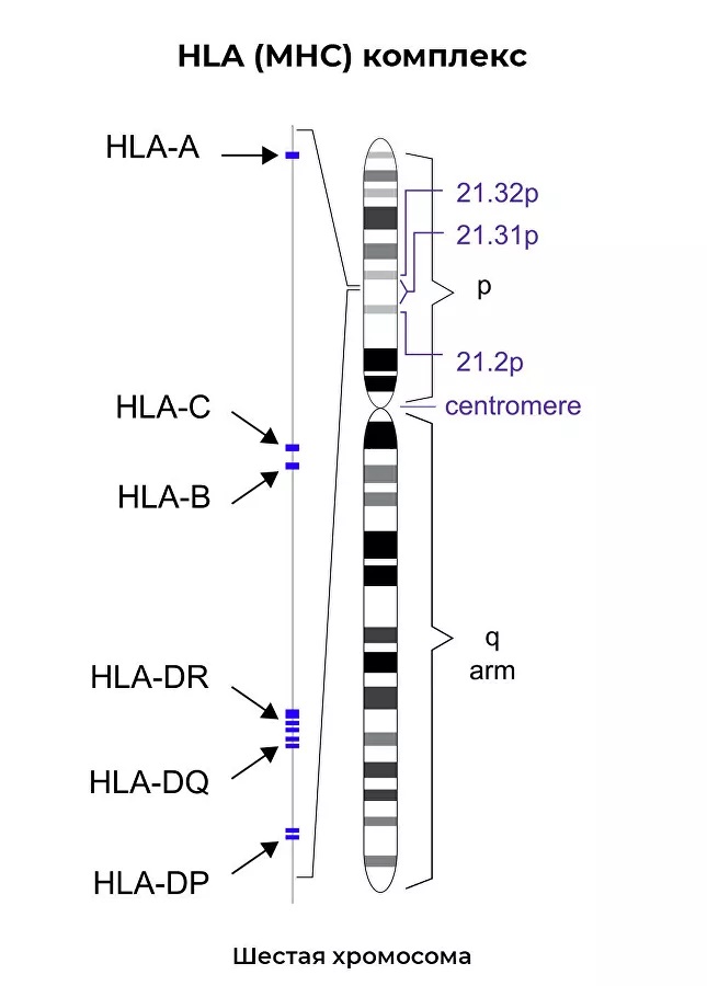 Лейкоцитарные антигены HLA (Human Leukocyte Antigen)