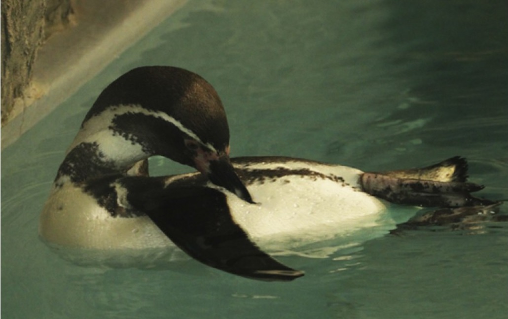 В Харьковский зоопарк привезли единственных в стране пингвинов