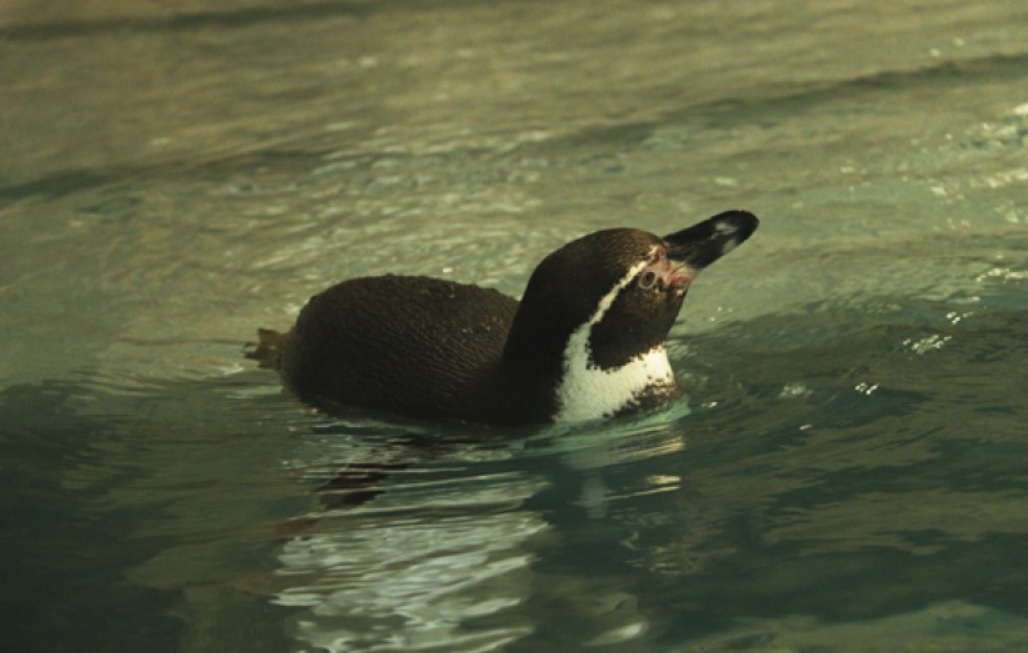 В Харьковский зоопарк привезли единственных в стране пингвинов