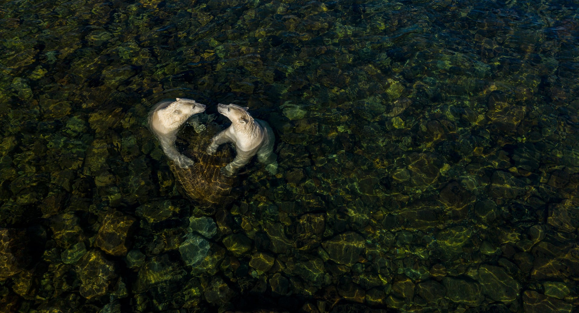 "Прохладное время с суши для морских медведей". Автор: Мартин Грегус, Канада