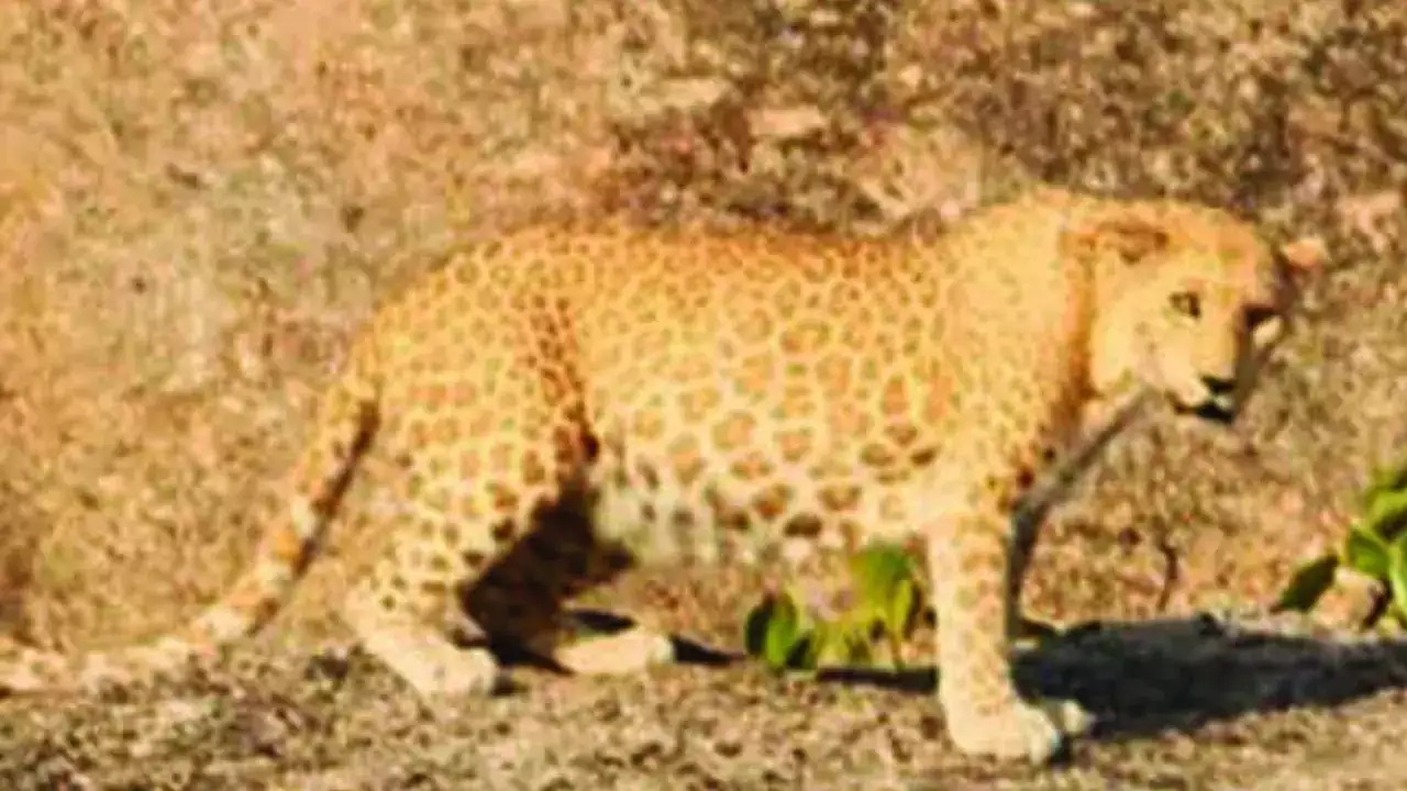 В Индии заметили "клубничного" леопарда - самого редкого хищника в мире